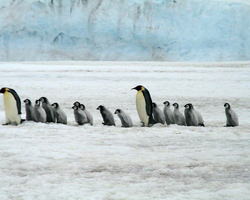 氷の上で歩くペンギン